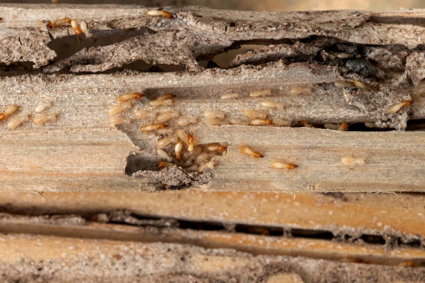 Best Wildlife Control Services  in Greenfield, OH